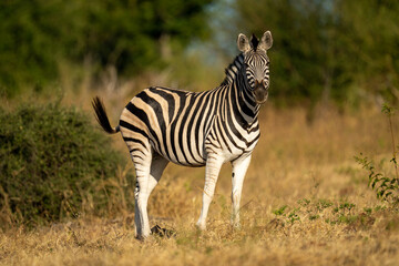 Fototapeta na wymiar Plains zebra stands near bush eyeing camera