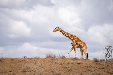 Reticulated giraffe walks across savannah on horizon