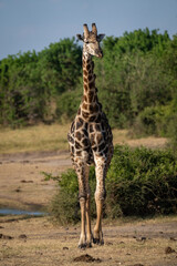 Male southern giraffe walks directly towards camera
