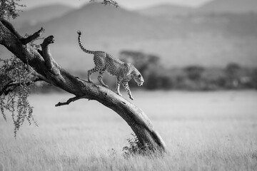 Mono cheetah walks down tree in savannah