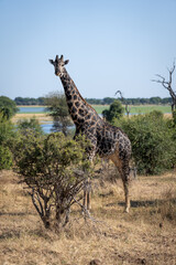 Male southern giraffe stands staring in bushes