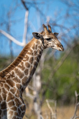 Close-up of young southern giraffe standing staring