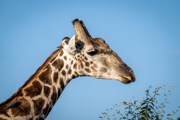 Naklejka na ściany i meble Close-up of southern giraffe with red-billed oxpecker