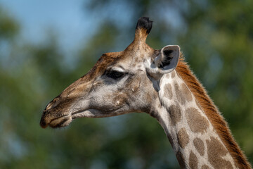 Naklejka na ściany i meble Close-up of young southern giraffe near bushes