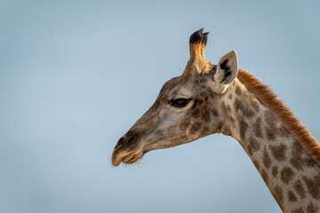 Close-up of southern giraffe with blue sky