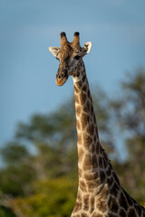 Close-up of southern giraffe standing near trees