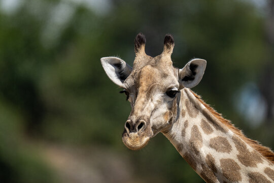 Close-up of southern giraffe turning head slightly