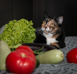 A beautiful tricolor cat lies among tomatoes, cucumbers, zucchini and eggplant. Close-up. Vegetarian cat.