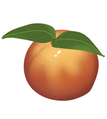 Pêche, brugnon, nectarine, illustration sur fond transparent