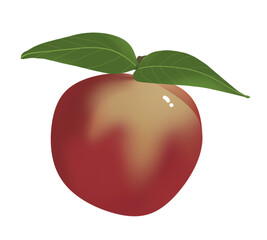 Pêche, brugnon, nectarine, dessin avec fond transparent