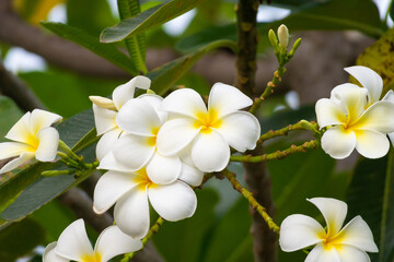 White Frangipani flower Plumeria alba with green leaves