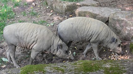 Fototapeta premium two babirusa pigs looking for food