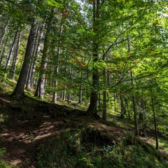 A walk in the forest of Austria
