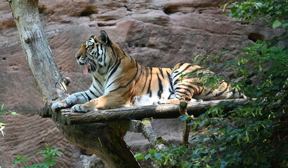 Fototapeta na wymiar Bengal tiger on a tree
