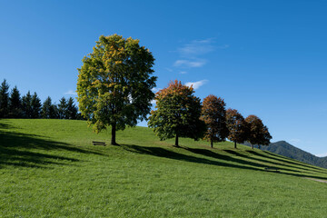 Autumm thebright colors in the forest