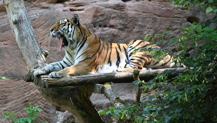 Fototapeta na wymiar Bengal tiger on a tree