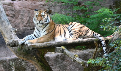 A tiger standing on a tree