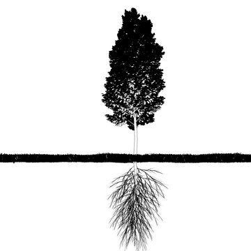 tree root system, cg illustration, sketch, outline
