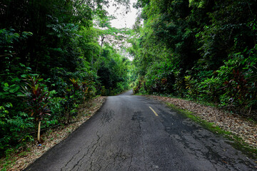 Fototapeta na wymiar Asphalt road in green forest
