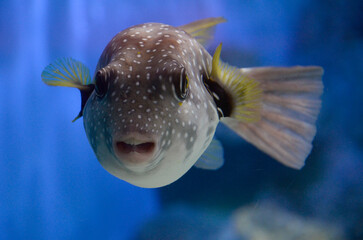 サザナミフグ © ふわしん