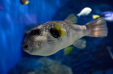 サザナミフグ © ふわしん