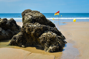 Rocher incrusté de coquillages et drapeau jaune sur la plage de Batz-sur-Mer (Ouest-France)
