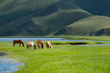 horses on the meadow in Mongolia