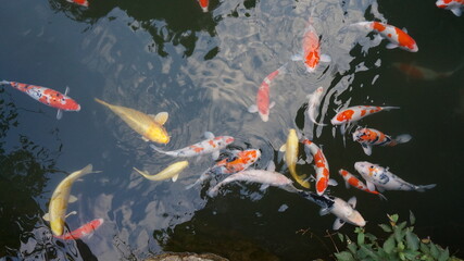 물에 빠진 비단잉어