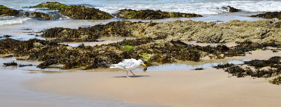 Mouette mangeant un crabe sur la plage de Batz-sur-Mer (Ouest-France)
