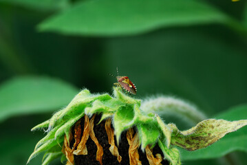 ひまわりとカメムシ