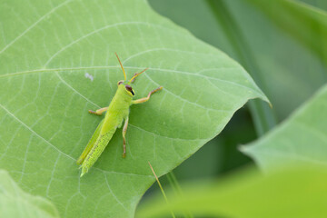 まだ若いバッタ