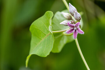 草原に咲くガガイモの花