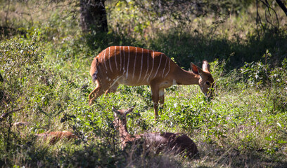 African antelope specimen in the middle of the African savannah where it lives in freedom and with large predators, these African animals are very easy to see from safaris.