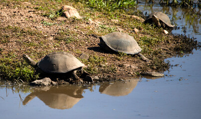 African shield turtles (Pelomedusa subrufa) live in the lakes and rivers of the African savannah...