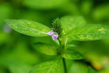 可愛いキツネノマゴの花