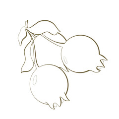 line sketch plant shrub vaccinium reticulate botany fruit without color close up on white background packaging design element