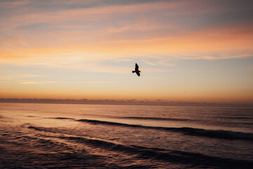 Seagull bird flies over the sea at dawn, incredible sunrise and spectacular landscape