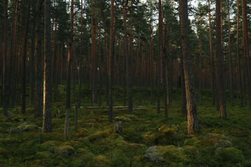 Pine forest with lots of bilberry bushes
