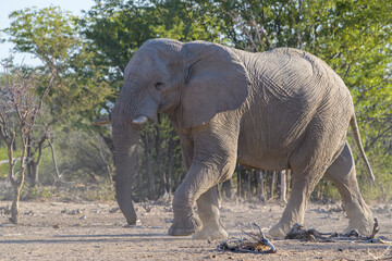 Fototapeta premium African Elephant (Loxodonta africana), bull walking, Etosha National Park, Namibia