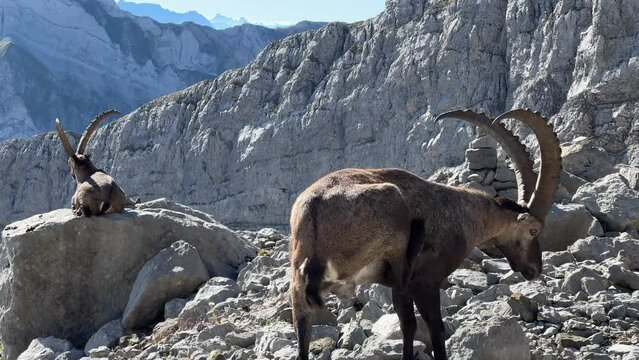 In der Schweiz am S&auml;ntis