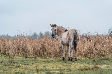 Konik foal in a nature reserve in The Netherlands