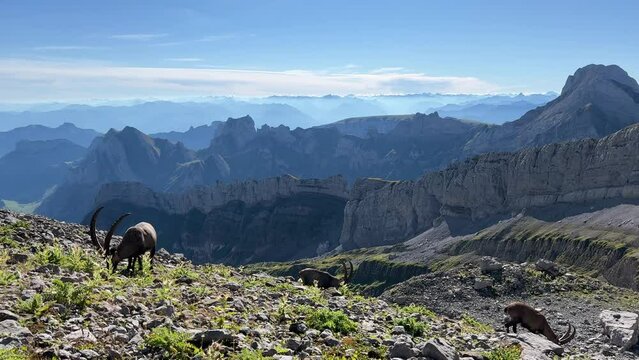 In der Schweiz am S&auml;ntis