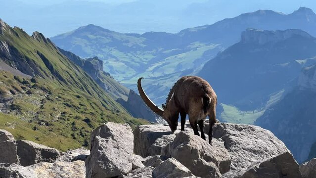 In der Schweiz am S&auml;ntis