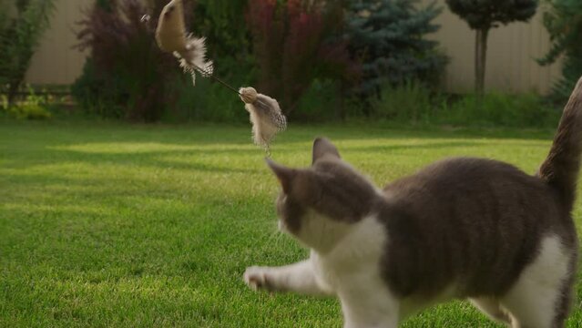White tabby domestic short hair cat running and jumping while plating with a mouse toy in the garden