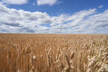 Ripe ears of wheat in field against a blue sky in Russia