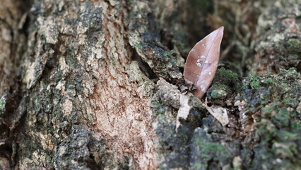 The beauty of near the dried bark of the tree