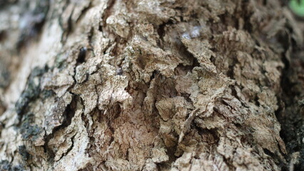 The beauty of near the dried bark of the tree