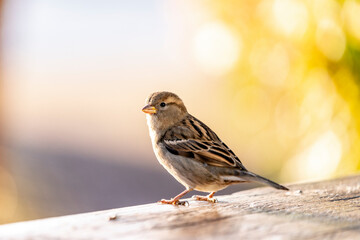 Common house sparrow, little bird