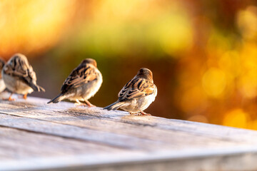 Common house sparrow, little bird
