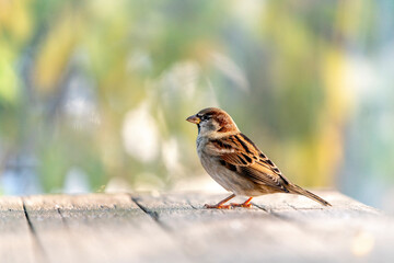 Common house sparrow, little bird